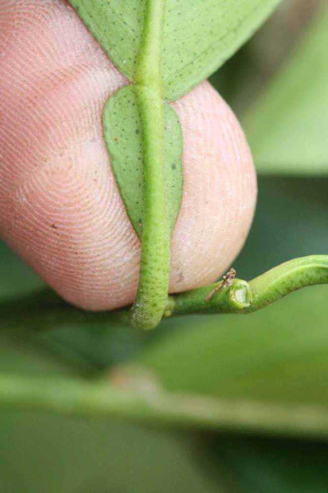              Petiole (Riverside, CA)       